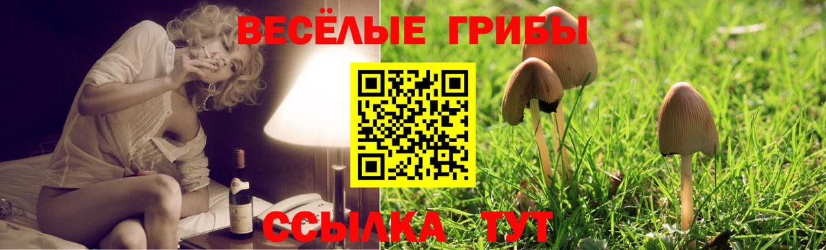 Галлюциногенные грибы Psilocybine cubensis Муравленко